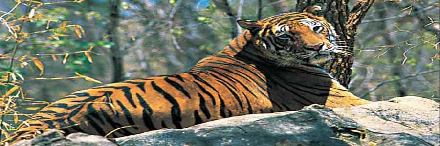 muthanaga-wildlife