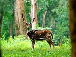 muthanaga-wildlife