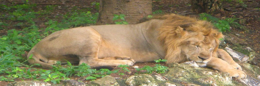 mysore-zoo