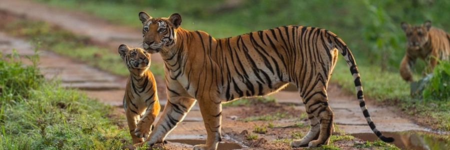 nagarahole-national-park