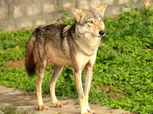 mysore-zoo