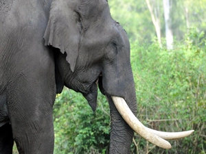 nagarahole-national-park